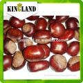 Stir-Fried Processing Type ,SnackBag,Bottle,Box,Bulk,Vacuum Pack Packaging Water bulk2015 new crop chinese fresh Chestnut